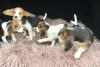 Photo №2 to announcement № 123640 for the sale of beagle - buy in Germany 