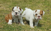 Photo №1. english bulldog - for sale in the city of Бреда | Is free | Announcement № 123935