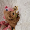 Additional photos: Maltipoo fb1 BellaQueen