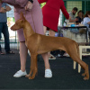 Additional photos: Pharaoh Hound Puppy Girl