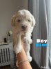 Photo №1. labradoodle - for sale in the city of Berlin | 370$ | Announcement № 107496