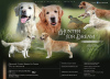 Photo №1. golden retriever - for sale in the city of Москва | negotiated | Announcement № 107906