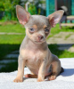 Photo №1. chihuahua - for sale in the city of Москва | negotiated | Announcement № 110789