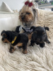 Additional photos: Miniature yorkie-boys