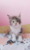 Photo №1. maine coon - for sale in the city of Mariupol | negotiated | Announcement № 11464