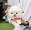 Photo №2 to announcement № 41871 for the sale of pomeranian - buy in United States private announcement