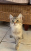 Additional photos: Siberian kittens