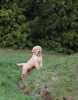 Additional photos: GOLDEN RETRIEVER- american type, american line,