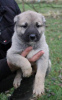 Photo №1. anatolian shepherd - for sale in the city of Kragujevac | negotiated | Announcement № 79382