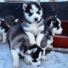 Photo №1. siberian husky - for sale in the city of Aalst | 264$ | Announcement № 120195