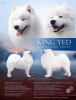 Photo №1. samoyed dog - for sale in the city of Sosnowiec | negotiated | Announcement № 39203