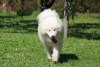 Additional photos: Beautiful Samoyed puppy