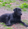 Photo №2 to announcement № 10421 for the sale of labrador retriever - buy in Ukraine breeder