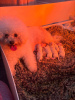 Photo №2 to announcement № 101560 for the sale of bichon frise - buy in United States breeder