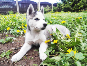 Photo №2 to announcement № 2257 for the sale of siberian husky - buy in Estonia from nursery
