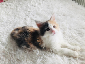 Photo №2 to announcement № 2032 for the sale of maine coon - buy in Russian Federation 