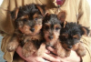 Photo №1. yorkshire terrier - for sale in the city of Oyskhara | negotiated | Announcement № 64745