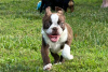 Photo №3. Boston Terrier puppies. Germany