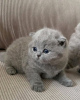 Photo №1. british shorthair - for sale in the city of Роттердам | 380$ | Announcement № 13826