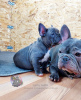 Photo №4. I will sell french bulldog in the city of St. Petersburg. from nursery - price - 1041$