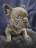 Photo №2 to announcement № 120945 for the sale of french bulldog - buy in United States private announcement