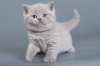 Photo №2 to announcement № 120617 for the sale of british shorthair - buy in Czech Republic breeder