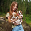 Additional photos: Beagle puppies