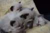 Additional photos: Vaccinated Ragdoll Kittens for Sale available now for caring homes