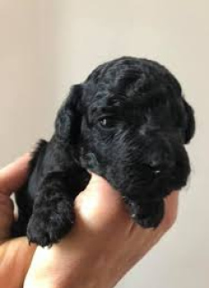Photo №1. poodle (dwarf) - for sale in the city of Измаил | 500$ | Announcement № 6549