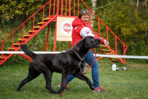 Additional photos: Large puppies of the Central Asian Shepherd