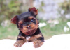 Photo №2 to announcement № 97259 for the sale of chihuahua, yorkshire terrier - buy in Germany private announcement