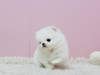 Photo №1. pomeranian - for sale in the city of Costa Mesa | Is free | Announcement № 124102