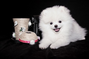 Photo №3. Snow-white Spitz boy. Ukraine