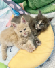 Photo №4. I will sell maine coon in the city of Colorado Springs. breeder - price - 300$