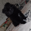 Photo №3. POMERANIAN PUPPIES (MINI/STANDARD). Poland