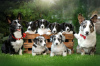 Photo №1. welsh corgi - for sale in the city of Kherson | negotiated | Announcement № 10564