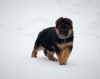 Photo №2 to announcement № 80271 for the sale of german shepherd - buy in Russian Federation from nursery