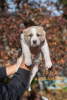 Photo №4. I will sell central asian shepherd dog in the city of Москва. from nursery - price - negotiated