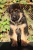 Photo №3. German Shepherd puppies. Russian Federation