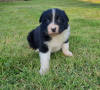 Photo №3. Adorable Border Collie puppies for free adoption. Germany