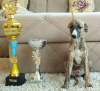 Photo №2 to announcement № 70522 for the sale of  - buy in Ukraine from nursery, breeder