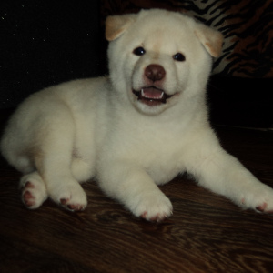 Photo №2 to announcement № 3762 for the sale of shiba inu - buy in Belarus from nursery