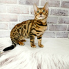 Photo №1. bengal cat - for sale in the city of Dnipro | 1100$ | Announcement № 13953