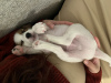 Additional photos: Parson Russell Terrier puppy