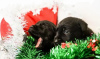 Photo №3. Superb Black Labrador Pups                                                      . Ukraine