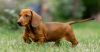 Additional photos: Standard dachshund puppies