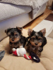 Photo №1. yorkshire terrier - for sale in the city of Jülich | Is free | Announcement № 118160