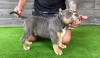 Photo №4. I will sell american bully in the city of Bijeljina. breeder - price - negotiated