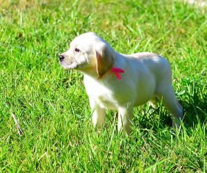 Additional photos: Labrador Retriever Puppies