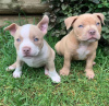 Photo №2 to announcement № 83102 for the sale of american bulldog - buy in Germany breeder